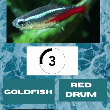 Fish Frenzy 6 A fast-paced quiz short