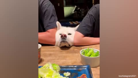 Don't touch me, judy! The Funniest Dogand Human Moments