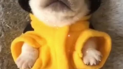 Cute Puppy In A Little Bee Costume