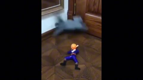 Catt_funn🤣🤣😂😂