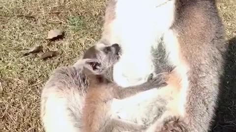 A mother's love is great