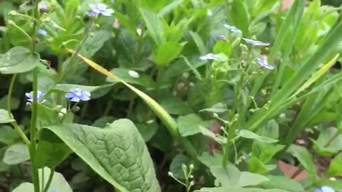 Spring flowers