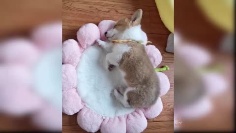 Baby dogs- funny and cute videos complation