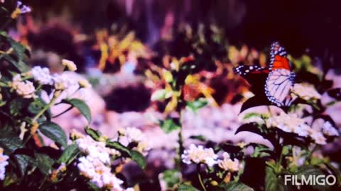 THE BES RELAXING GARDEN # BUTTERFLIES AND FLOWERS 🌹🌺