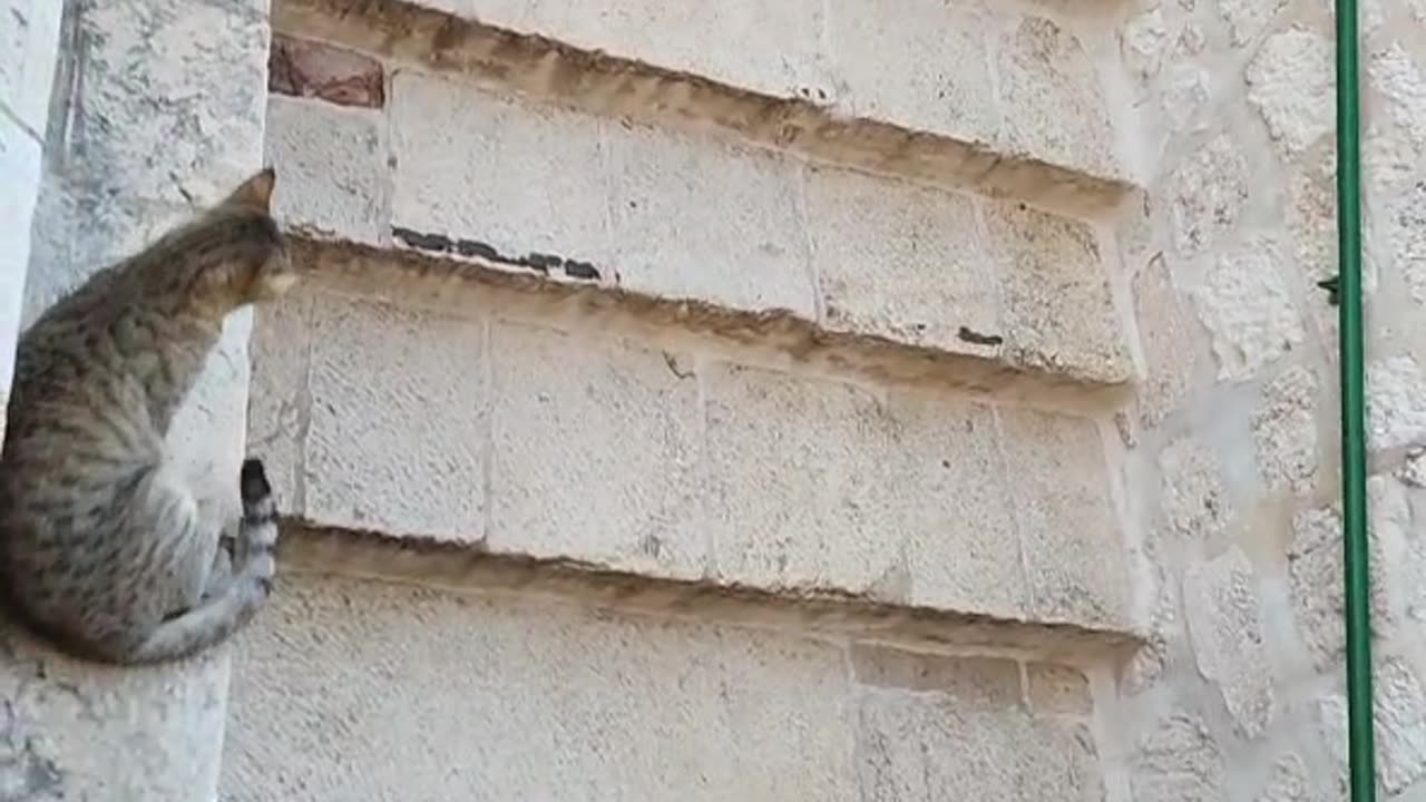 Series1: Jerusalem cats Day7 (Vid2/6)