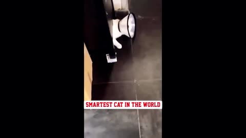 Smartest Cat