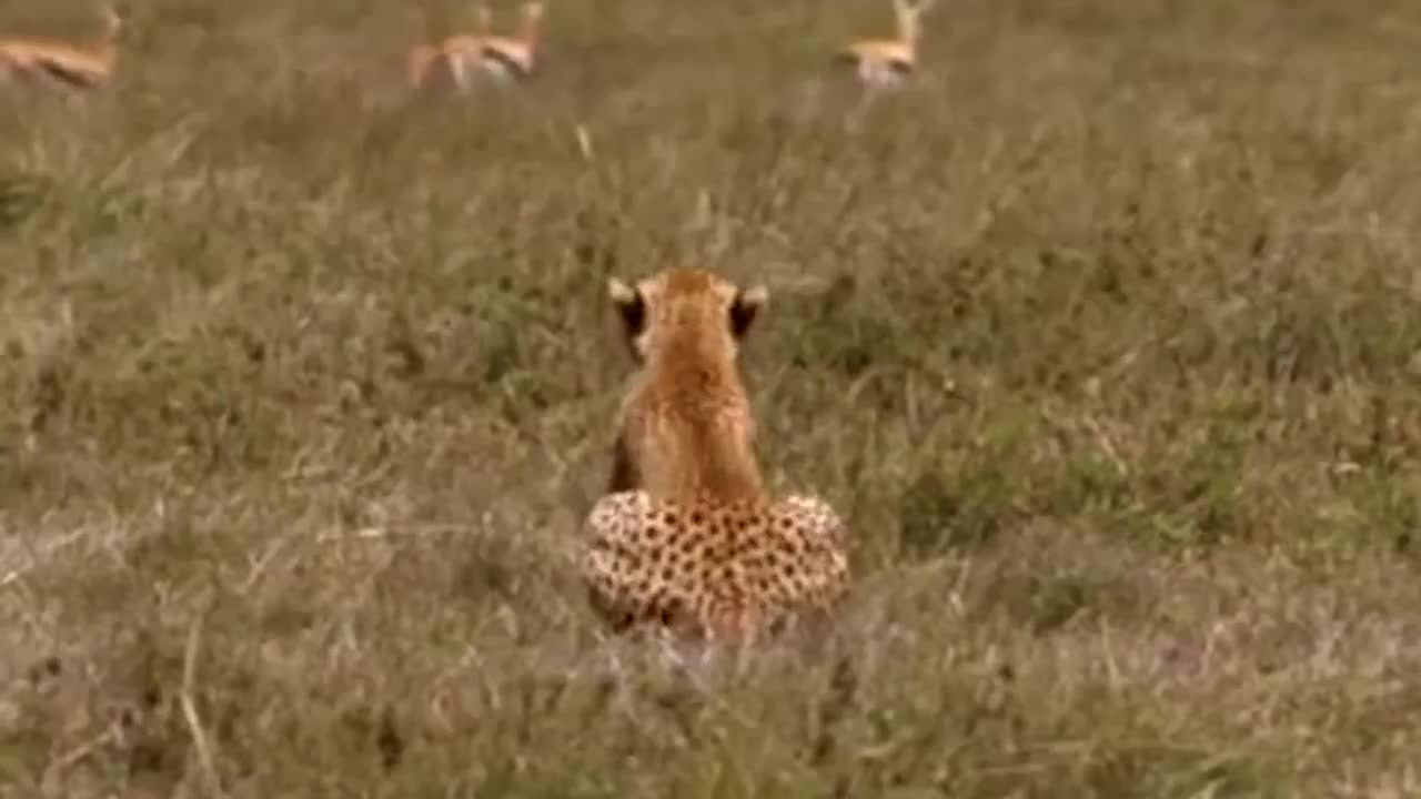 WORLD’S FASTEST ANIMALS FAIL! Grant’s Gazzele Take Down Cheetah With Horns, Lion Hunt Imapala Fail-1