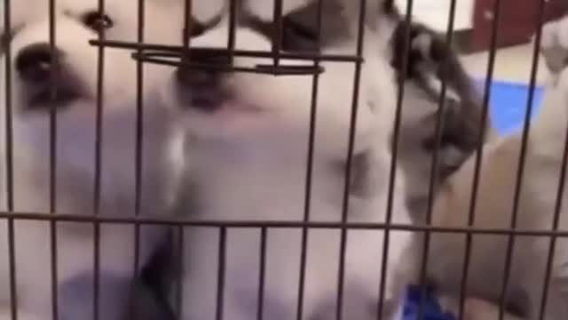CUTE SMALL PUPPY