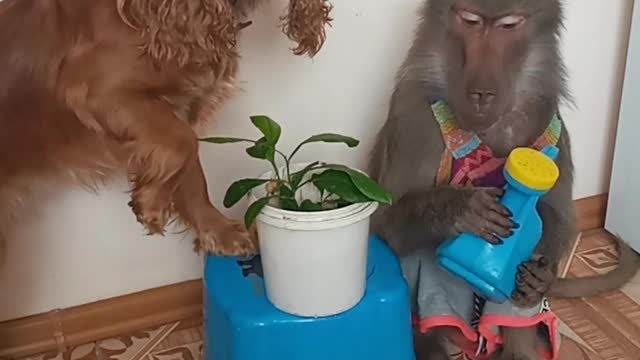 Nika the monkey and Shani the dog take care of the flower