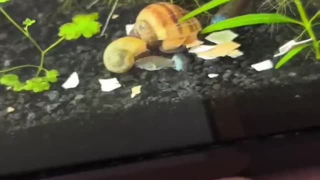 How an Egg Saved 4 of my Snails 🐌