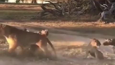 Tiger Falls Plain being bullied by dogs African Wildlife Conservation Wildlife series Amazing mom