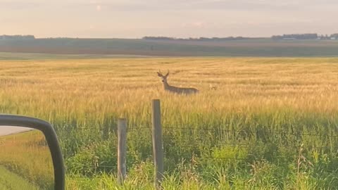 Mule Buck And Doe