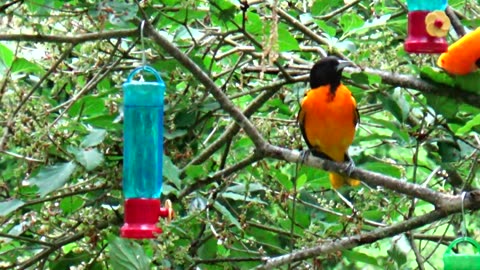 Oriole