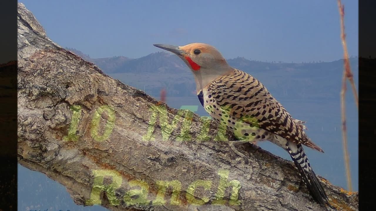 Flicker Jumps Ticker - Strafed by Northern Flicker in Barn Loft