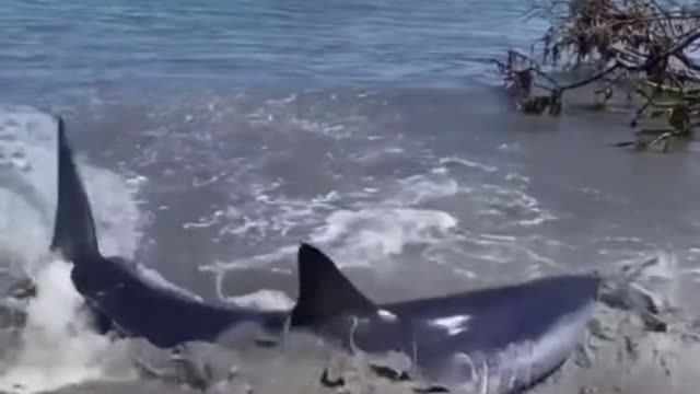 Mako shark washed up