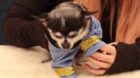 Dog tries on Halloween costumes