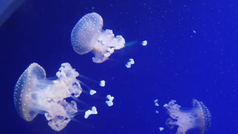 DEEP OCEAN - Drifting Jellyfish with Ambient and Calming Music for Relaxation-8