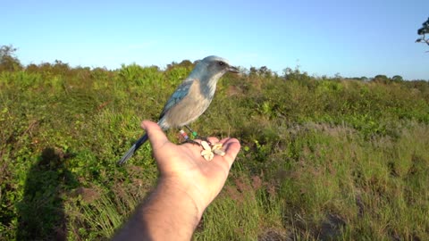 Florida Scrub Jay