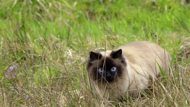 Birman cat outside following pray in grass