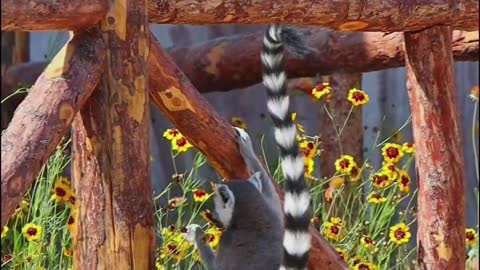 The voracious ring-tailed lemur