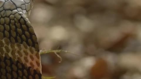 Dangerous snake