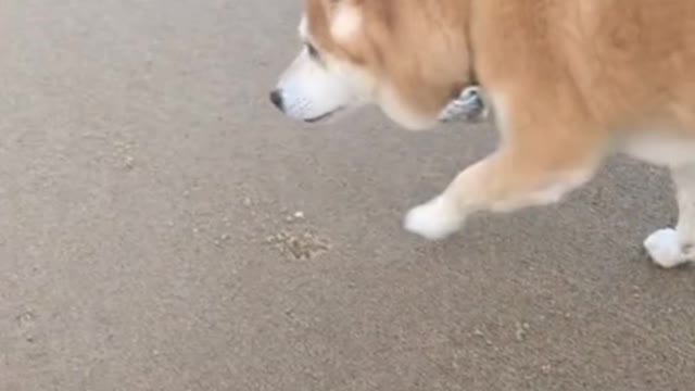 For an outback dog, everything is new on the beach