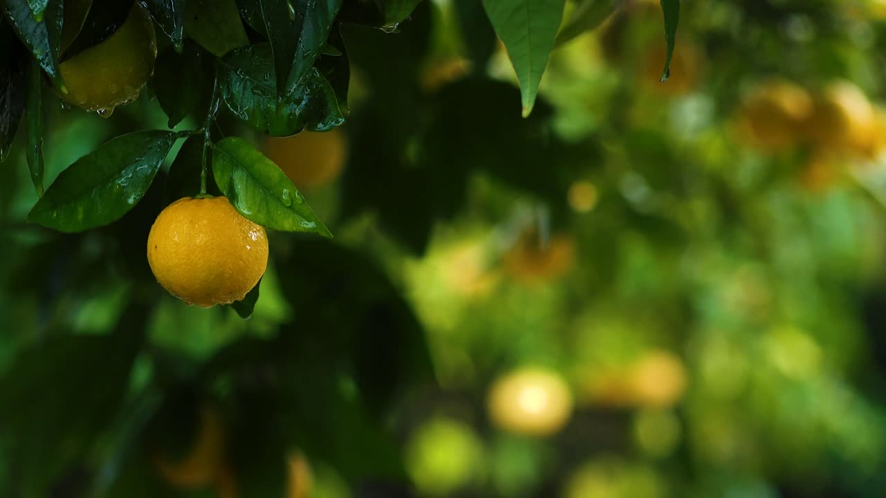 Rainfall on orange 🍊 tree 🎄