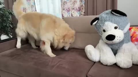 Funny Reaction of a Golden Retriever to a Husky Soft Toy