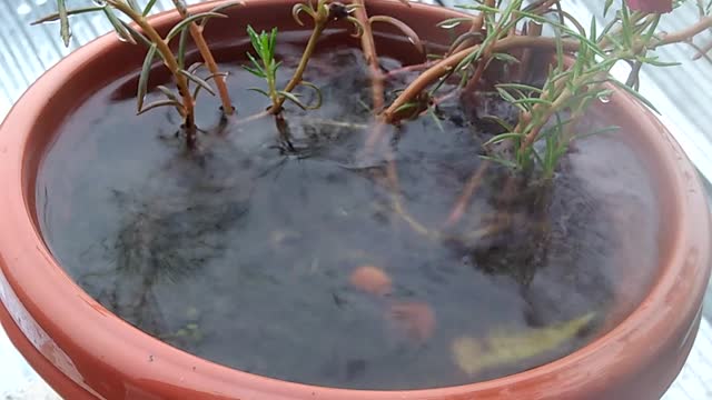 Amazing rain drops twinkling in pot wow😱