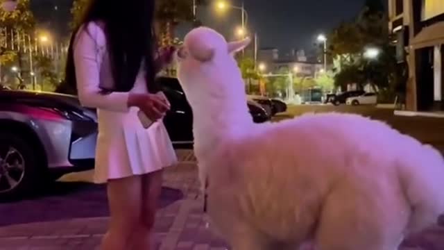 Ir de compras con hermosas alpacas