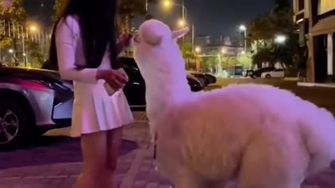 Ir de compras con hermosas alpacas