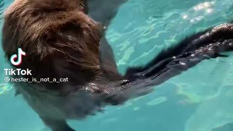 A cat who is experienced in swimming