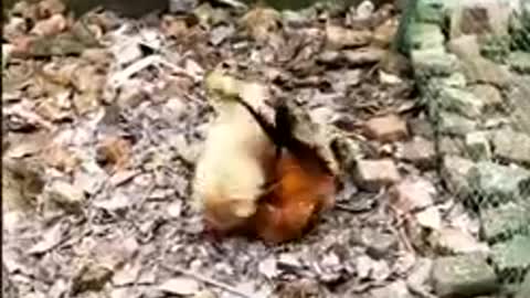 Chicken VS Dog Fight - Funny Dog Fight Videos