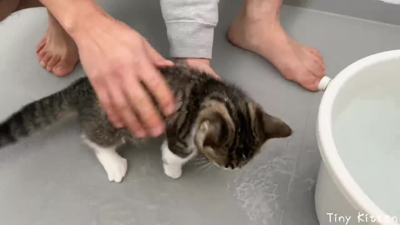 Kitten Coco takes a bath for the first time