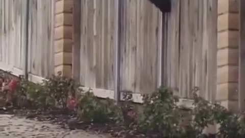 Mother Bear Picks Up Cubs