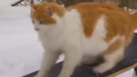 Cat Skating