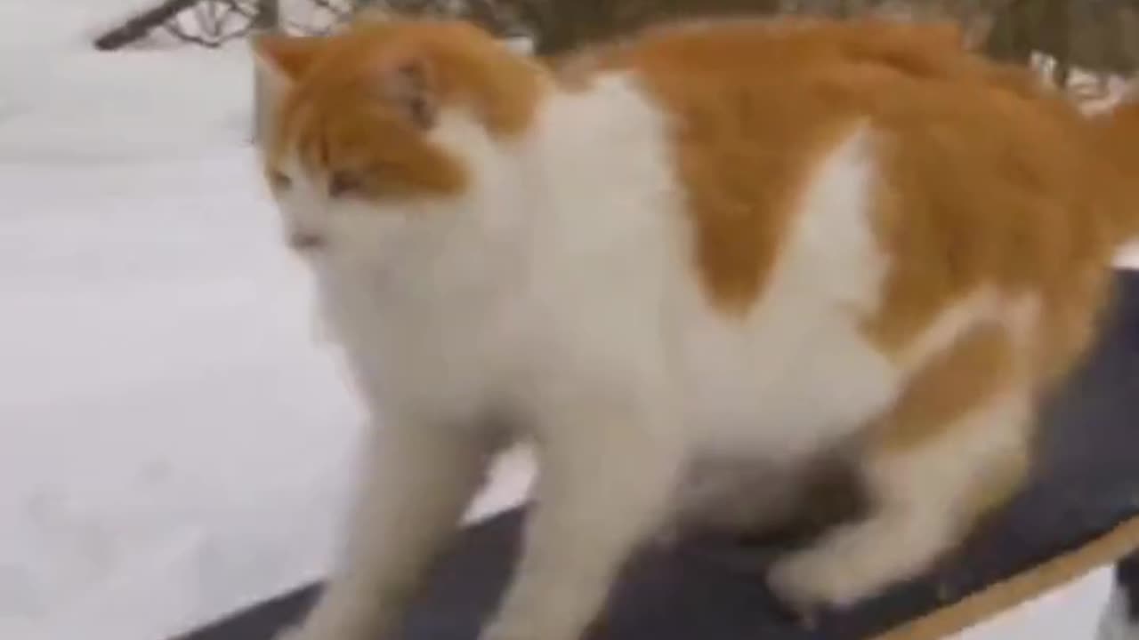 Cat Skating