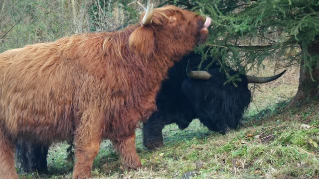 Beautiful video Of Bison Eating Together