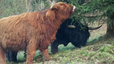 Beautiful video Of Bison Eating Together