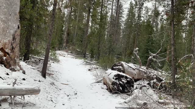 Classic Snowy Pine Forest – Central Oregon – Edison Sno-Park – 4K