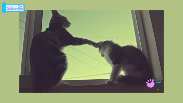 father cat advices to his baby cat.