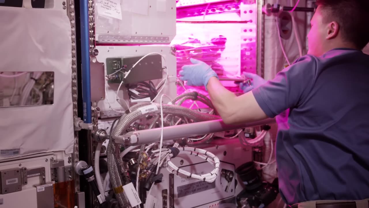 First Lettuce Grown and Eaten in Space