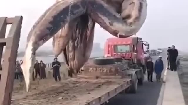 someone in china is fishing a giant fish