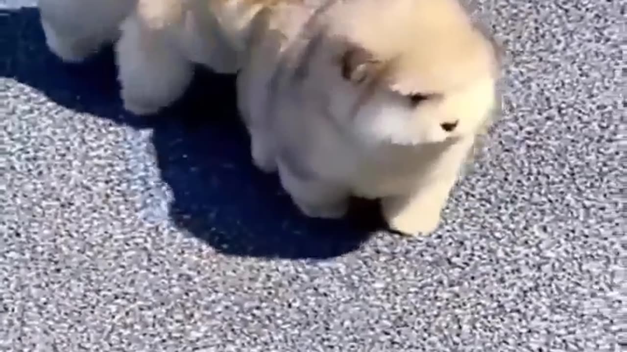 Cute dog