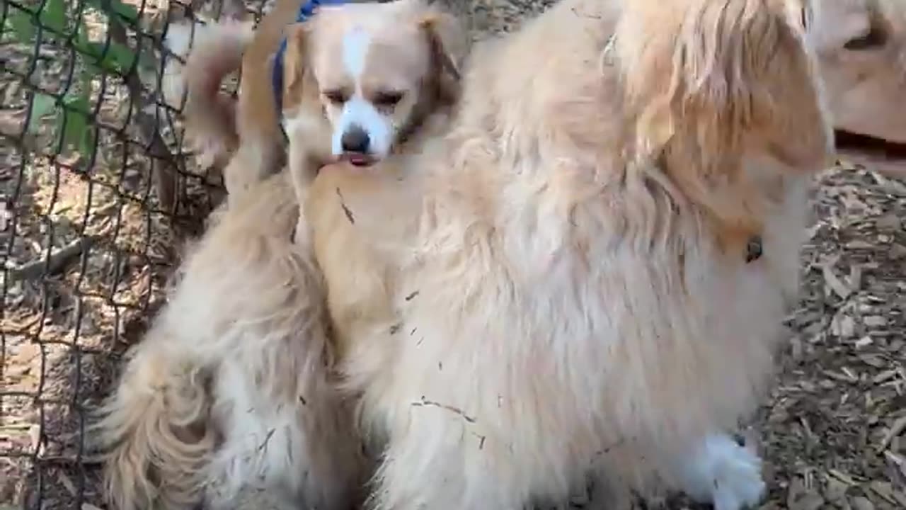 Funny dog video part 1. #subscribe#view. #shortvideo # funnyvideo