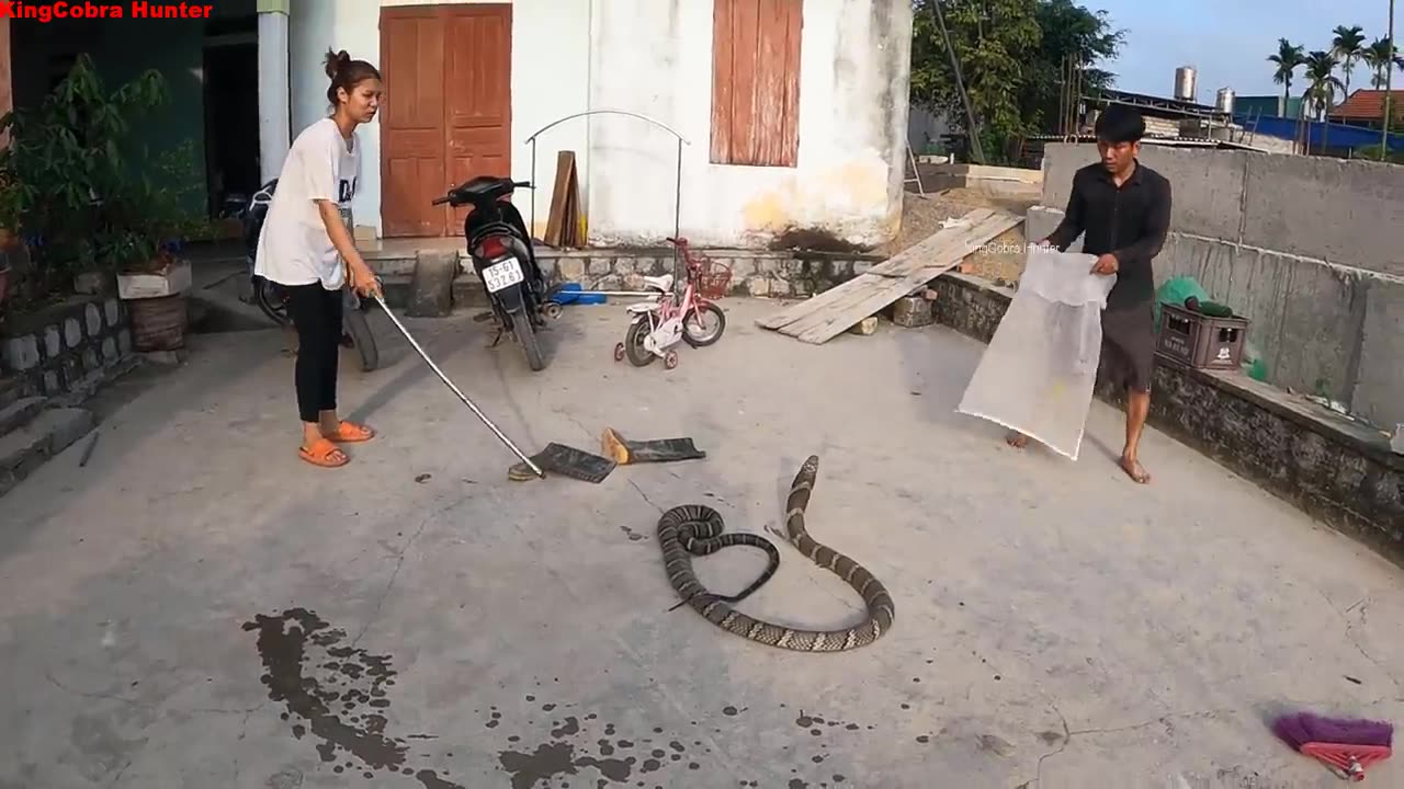 Terrible, the world's largest and most venomous snake - king cobra _ people's obsession