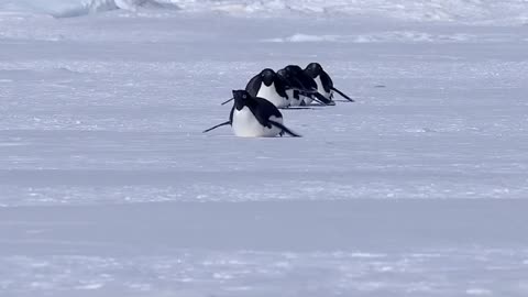 Antarctica Formula 1 Race 🏎️