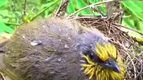 Mother bird and baby bird