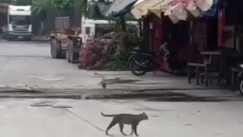 A bird trying to annoy a cat
