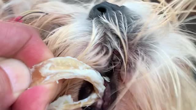 Sherlock - Shih Tzu